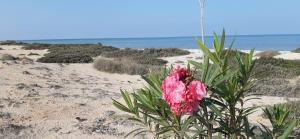 a pink flower on a sandy beach near the ocean at Dar Chick Yahia Ile De Djerba in Mezrane
