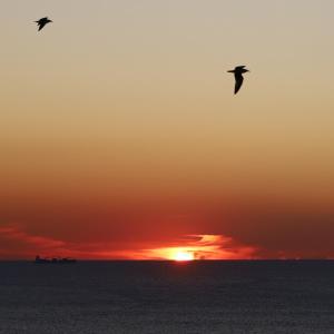 two birds flying over the ocean at sunset at Hotel Portofoz in Porto