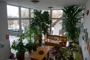 a room filled with lots of plants and a wooden table at Vila Alisa in Bran