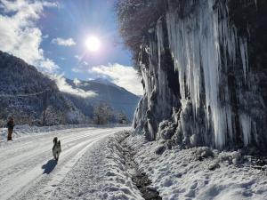 a dog walking down a snow covered road at Auberge du Bachelard in Uvernet