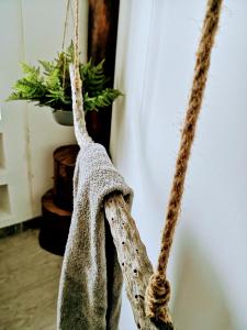 une balançoire à cordes dans une pièce avec une plante dans l'établissement appartment & rooms SecondoPiano, à Cividale del Friuli