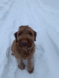 un perro marrón está sentado en la nieve en Tug Hill Resort, en Redfield