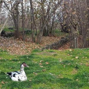 un canard assis dans l'herbe dans un champ dans l'établissement Agriturismo La Caraffara sull' Etna, à Puntalazzo
