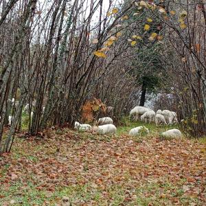 a herd of sheep grazing in a field with trees at Agriturismo La Caraffara sull' Etna in Puntalazzo