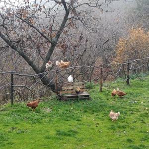 um grupo de galinhas em pé em torno de um banco num campo em Agriturismo La Caraffara sull' Etna em Puntalazzo