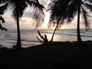 a beach with two palm trees and the ocean at HOSTAL BELLEZA TROPICAL in Moñitos