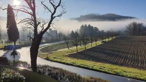 un campo de niebla con un árbol y un camino en Elena Paternoster, en San Lazzaro di Savena