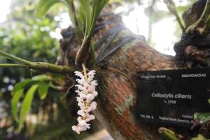 Zahrada ubytování Yulia Village Inn Ubud