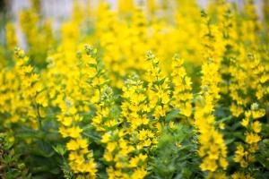 Ein Haufen gelber Blumen auf einem Feld in der Unterkunft Apartment Hechtstraße in Dresden