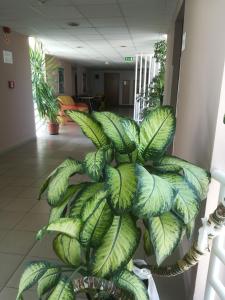 a large green plant sitting in a hallway at Borisz Apartman Zalakaros in Zalakaros