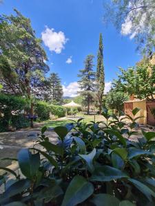 un grande cespuglio verde in un parco con una tenda sullo sfondo di Posada Aitue a Villa General Belgrano