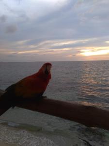 a red bird sitting on a rail near the ocean at Nuestra Cabañita in Playa Blanca