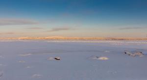 a group of polar bears laying in the snow at Prionezhsky Club Hotel in Petrozavodsk