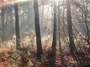 una foresta nebbiosa in autunno con alberi di Villa Smalspoor a Markelo