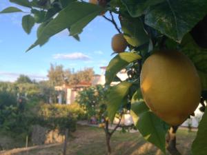 a bunch of lemons hanging from a tree at Hotel Al Mulino in Anacapri