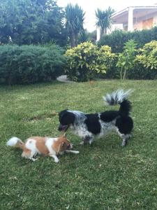 two dogs playing in the grass in a yard at Hotel Al Mulino in Anacapri