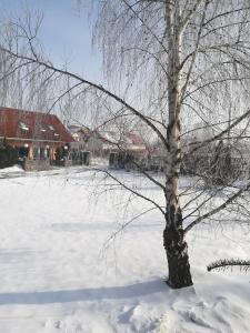 a tree in the snow next to a building at Pension Harmonia in Miercurea-Ciuc