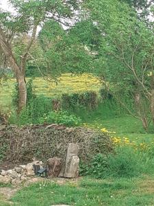 Zahrada ubytování gîte le tilleul de la Fontaine