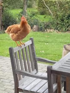 a chicken standing on top of a wooden bench at Aux Capucines in Theux