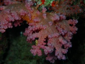 Fotografie z fotogalerie ubytování Wow Inn Keyodhoo v destinaci Felidhoo 