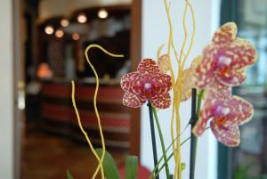 Fotografie z fotogalerie ubytování Hotel Dei Platani v Rimini