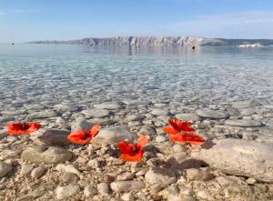 two red poppies on the shore of the water at LOFT-Beach-apartments RATKO in Novi Vinodolski