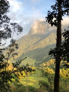 a view of a mountain through the trees at Cabañas Valle del Cocora La Truchera in Salento