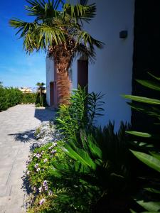 a palm tree next to a white building with plants at Villas A & N in Zaton