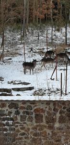 um grupo de animais em pé na neve em Hájovna Hněvnice em Hněvnice