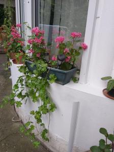 a window with potted plants on a window sill at Fehér Hintó in Miskolctapolca