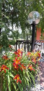 Zahrada ubytování Villa Leilani B&B