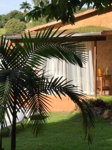 a palm tree in front of a house at Quinta da Bocaina in Amparo
