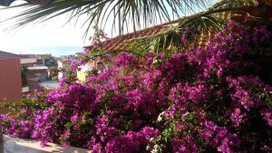 a bunch of purple flowers on the side of a building at Haus Despina in Sarti