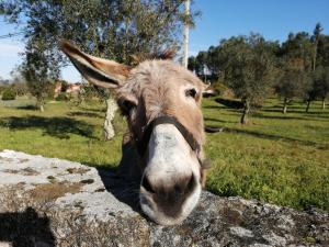 a donkey is sticking its head over a rock at Quinta do Santinho in Amarante