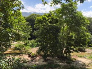 a group of trees in the middle of a field at Eco Hostal Kuima in El Zaino