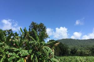 ein Bananenbaum auf einem Feld mit einem Berg im Hintergrund in der Unterkunft Logement en pleine verdure tropicale -10 min plage in Le Morne Rouge