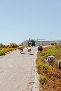 a herd of sheep walking down a road at Karoo 1 Hotel Village in De Doorns