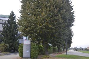 a sign in front of a tree next to a building at HOTEL CAVALIERI in Pinerolo +1 photo
