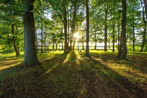 O grădină în afara Matys Landhausperle an der Müritz