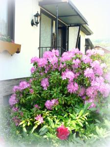 un arbusto de flores rosas delante de una casa en Apartments Monika Schneider, en Wimbach