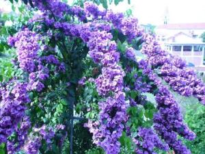 a bunch of purple flowers on a fence at Apartments Jelka in Postira