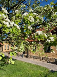 a tree with white flowers in front of a building at Fästningens in Varberg