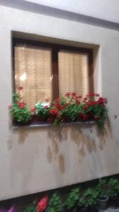 Fotografie z fotogalerie ubytování Apartment Pazarić Hadžići v destinaci Pazarić