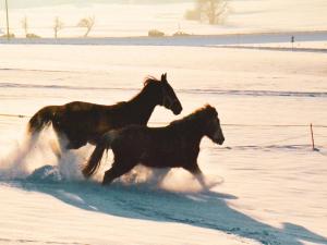 Zvířata v apartmánu nebo okolí