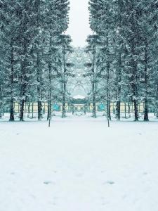 a group of trees in a field covered in snow at CrisAnd Wald &Terrasse in Altenau