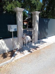 ロクブリューヌ・シュル・アルジャンにあるDIVAの塀の入り口に立つ犬