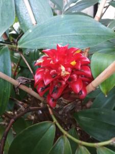 una flor roja en un árbol con hojas verdes en La famosa costillas a la leña, en Jarabacoa