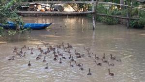 un troupeau de canards nageant dans une rivière dans l'établissement Coconut Homestay Mỏ Cày Nam Bến Tre, à Ben Tre