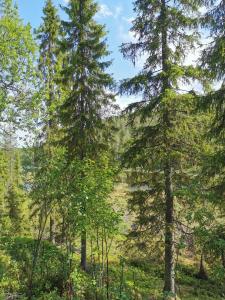 a group of pine trees in a field at Salmikangas G4 in Ruka