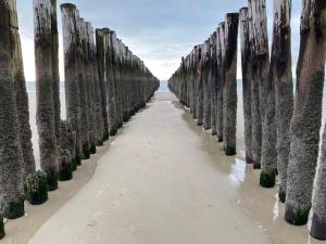 een rij palmbomen op het strand bij gezellig gastenverblijf in het centrum in Burgh Haamstede